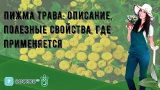 Пижма трава: описание, полезные свойства, где применяется