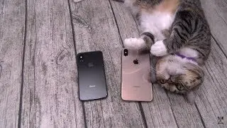 Xerxes Reviews The iPhone XS Max