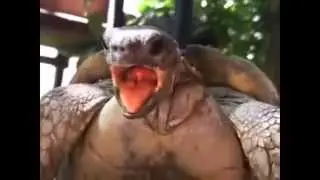 Extreme Animals Making Hilarious Funny Noises