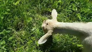 Главная проблема безрогих козликов // Main problem of the hornless goats