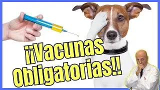 🔴 VACUNAS OBLIGATORIAS PARA PERROS CACHORROS Y ADULTOS 🚨 ¿DE QUE DEBES VACUNAR A TU PERRO? 🚨