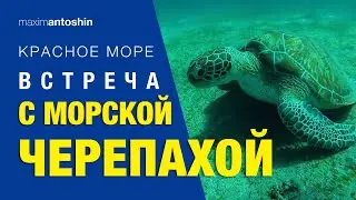 Встреча с морской черепахой. Красное море. Марса-Алам