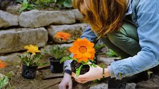 Flower Bed Clean Up