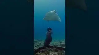 Eagle Ray Drive By