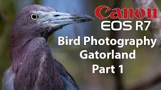 Canon R7 Gatorland Bird Photography Part 1