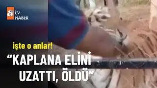 Kaplana elini uzattı, kolunu kaptırdı - atv Haber 17 Haziran 2022