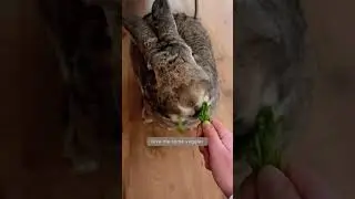 Funny Pet Video | "I am your bunny" | Funny Rabbit | Funny Bunny