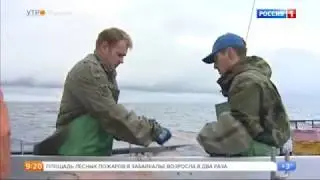 Сайра - рыба голубых кровей