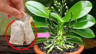 1 Time per week! Orchids create new roots and flowers throughout the four seasons🌸