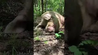 Cute Farm Animals React to Hearing Their Names!