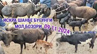 ИСКРА ШАНБЕ БУГУНГИ 🐄 МОЛ БОЗОРИ КУРС 1000 РУБИЛ 108 СОМОН 🐏 КУЙ 🐐 ЭЧКИ КАТА МОЛ МАЕДА МОЛ