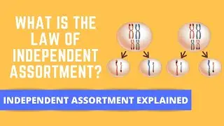 INDEPENDENT ASSORTMENT WITH AN EXAMPLE