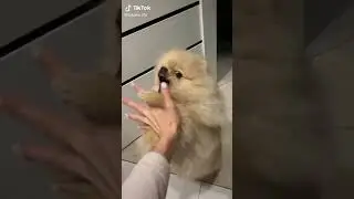 ШПИЦ ИГРАЕТ С РУКОЙ
