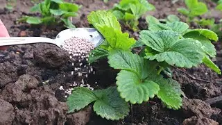 Первая подкормка клубники весной в апреле для большого урожая крупной сладкой годы.