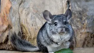 CHINCHILLA: the RAREST kind of man  destroys for the sake of fur COATS