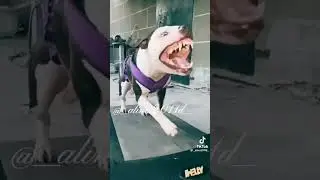 до и после животные