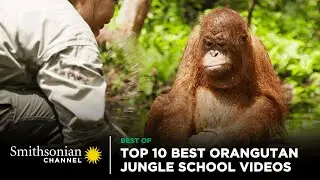 Top 10 Best Orangutan Jungle School Videos 🤩 Smithsonian Channel