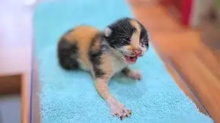 Kitten Whose Mom Was Poisoned Fight For Survival