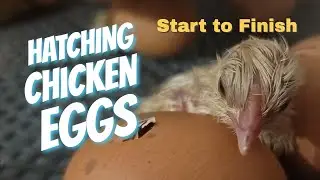 Hatching Chicken Eggs Start to Finish - For Beginners