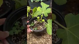 Removing Baby Figs From A Rooted Fig Cutting #figs #figtree #fruit #foodforest #gardeningtips