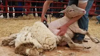 How Its Made Wool