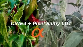 Cine4 Picture Profile + Sony A7III | Pixel Samy LUT Preview