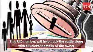 Aadhaar-like unique identification numbers for cows?