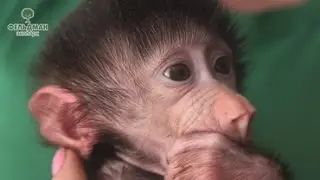 Выкармливание детенышей обезьян в Фельдман Экопарк /Bringing up of monkey cubs in Feldman Ecopark
