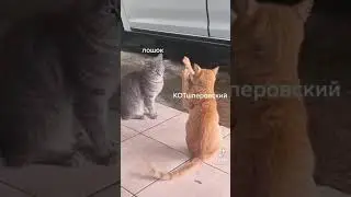 кот колдун 