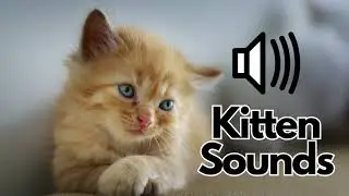 Kitten Sound Effects (Meow) | No Copyright