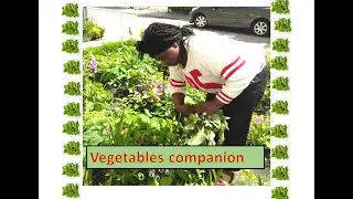 Companion planting of #Organic #vegetables  garden hacks