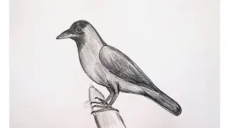 How to draw crow drawing easy step for beginners