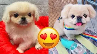 Pekingese — Adorable And Hilarious Videos And Tik Toks Compilation