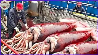 How Squid Rings are Made by Squid Fish Cutting | Giant Squid Factory