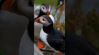 Atlantic Puffin, an extraordinary avian species, stands as a testament to the sheer beauty of nature