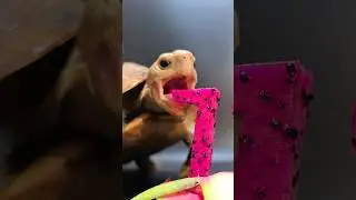 ASMR Mukbang Eating Dragon Fruit 🐢 Turtle Tortoise