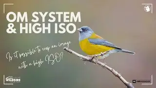 OM System & High ISO - Can You Crop a High ISO Image? OM-1 & Om-1 Mark II