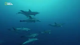 Удивительный, животный мир - Дикая природа - Дельфины. 