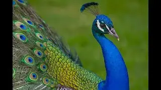 Интересные факты про павлина(Interesting facts about the peacock).