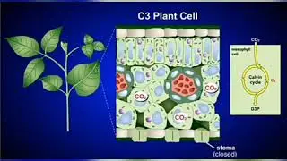 Фотосинтез С3 С4 және CAM