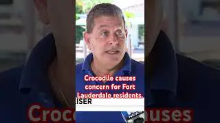 Large crocodile spotted in Fort Lauderdale canal. #browardcounty #crocodile #southflorida