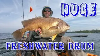 More HUGE Freshwater Drum