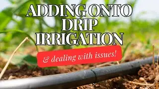 Running Into Problems with Drip Irrigation 💦 || Installing Drip Irrigation || Texas Gardening