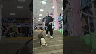 Амстафф Бой в магазине 