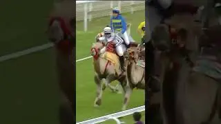 Introducing camel racing… 🐪 