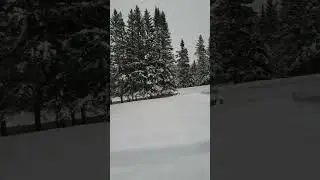 Watch this family of 5 Canada lynx stroll through an Aroostook County front yard