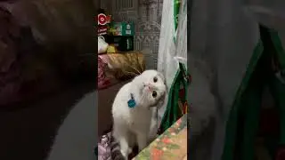 #приколы