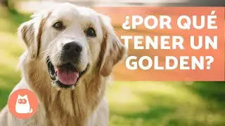 VENTAJAS de tener un GOLDEN RETRIEVER 🐶✅ (Top 5 RAZONES)