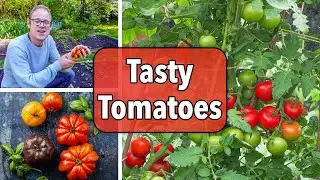 Growing Tomatoes From Sowing to Harvest