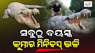 World's Largest Living Crocodile Henry Has 10,000 Babies from 6 Wives; Now Age 123 & Weighs 700 Kg